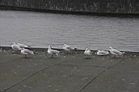 IMG_9985.JPG