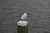 IMG_9996.JPG