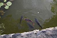 IMG_5208.JPG