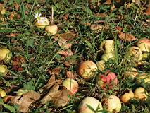 IMG_4256-cut.jpg