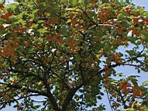 IMG_4258-cut.jpg