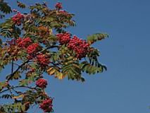 IMG_4272-cut.jpg