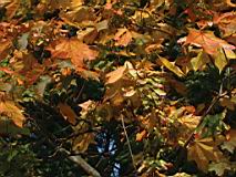IMG_4275-cut.jpg