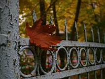 IMG_4555-cut.jpg