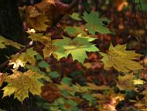 IMG_4635-cut.jpg