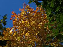 IMG_4640-cut.jpg