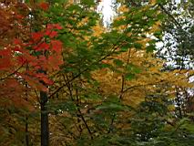 IMG_4662-cut.jpg