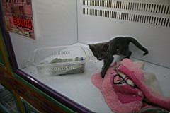 04-Night-Osaka34.JPG