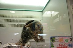 04-Night-Osaka37.JPG