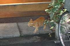 05-Night-Tokyo12.JPG