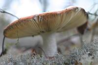 IMG_0350.JPG