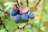 IMG_1174.JPG
