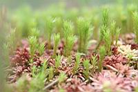 IMG_1177.JPG