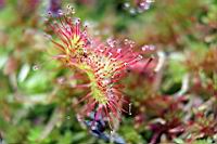 IMG_1195.JPG