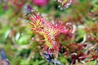 IMG_1196.JPG