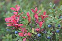 IMG_1212.JPG