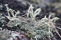 IMG_1264.JPG