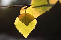 IMG_0653.JPG