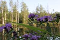 IMG_0683.JPG