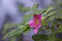 IMG_0694.JPG