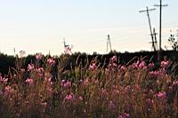 IMG_1047.JPG