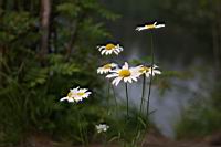 IMG_9561.JPG