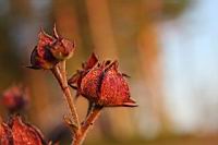 IMG_5530.JPG