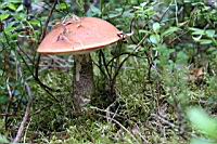 IMG_5965.JPG