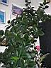 DSCN3688.jpg