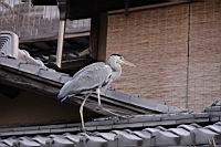 IMG_7295.JPG