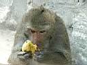 09Monkey'sHill001.JPG