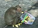 09Monkey'sHill006.JPG