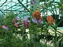 11TigerZoo004.JPG