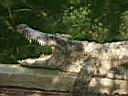 11TigerZoo006.JPG
