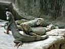 11TigerZoo007.JPG