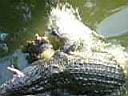 11TigerZoo008.JPG